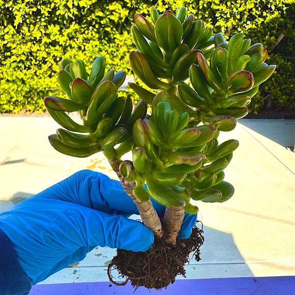 Crassula Ovata Gollum “8” Jade - Picture 1 of 2